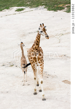 Rothschild's giraffe (Giraffa camelopardalis rothschildi) 11919862