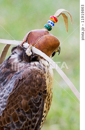 Predator with a leather cap on his head 11919863