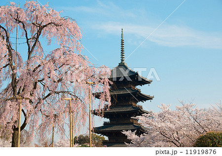 東寺 - 五重塔と八重紅枝垂桜 東寺 - 五重塔と八重紅枝垂桜 11919876