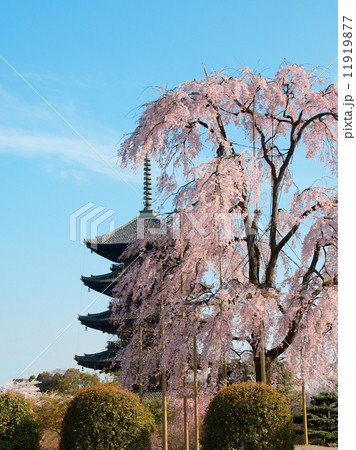 東寺 - 五重塔と八重紅枝垂桜 東寺 - 五重塔と八重紅枝垂桜 11919877