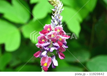 クズの花 11920642