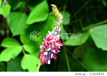 クズの花 11920643