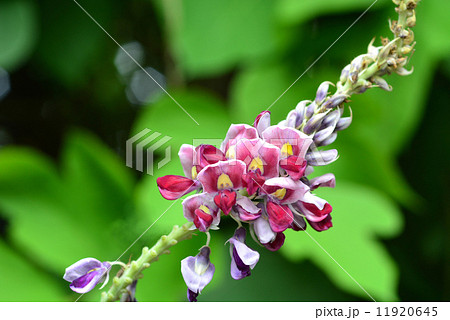 クズの花 11920645