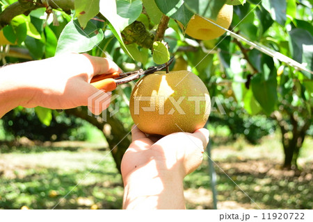 梨狩り 梨狩り 11920722