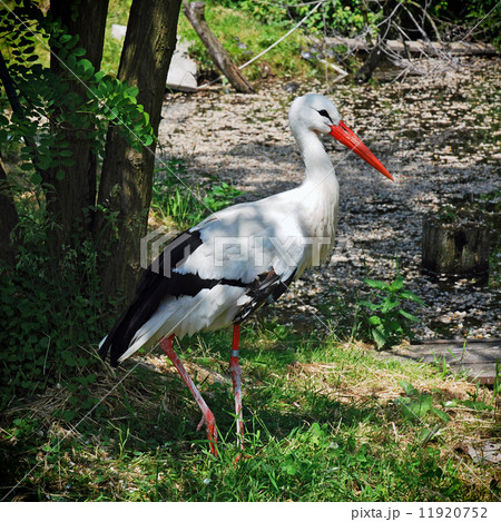 White stork (Ciconia ciconia) 11920752