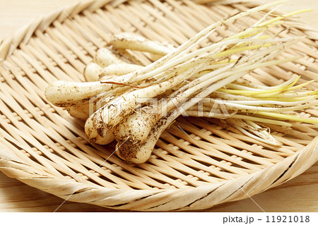 島らっきょう 11921018