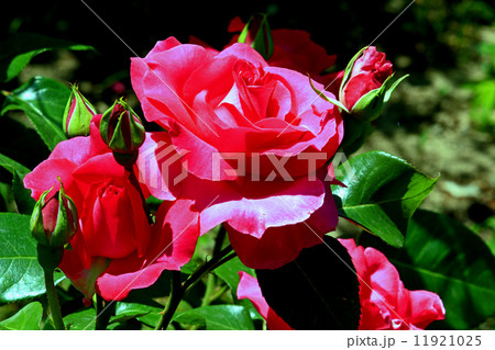 バラの花 バラの花 11921025