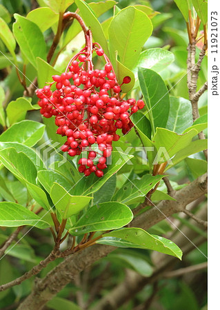 サンゴジュの実 11921073