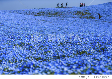 青の丘 青の丘 11921097