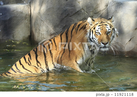 アムールトラ 11921118