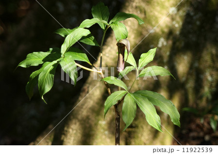 テンナンショウ 11922539