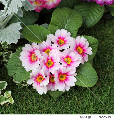 プリムラ・ジュリアン プリムラ・ジュリアン 11922549