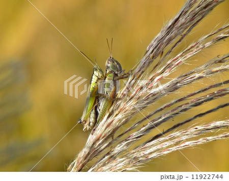 おんぶバッタとススキ 11922744