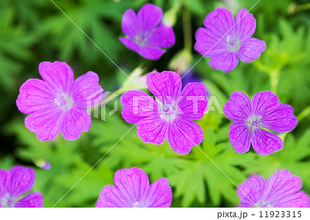 Wood Cranesbill flowers (Geranium sylvaticum) in natural backgro 11923315