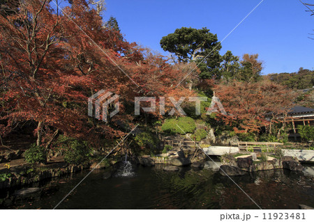 長谷寺の紅葉 11923481