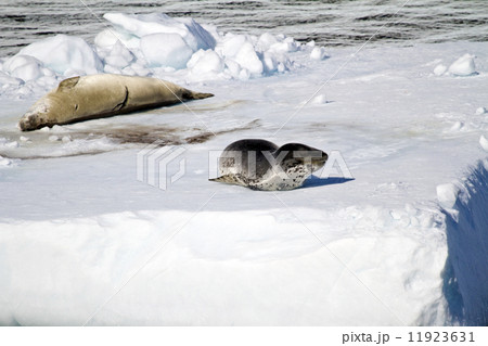 Antarctica - Seals On An Iceberg Antarctica - Seals On An Iceberg 11923631