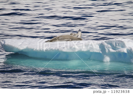 Antarctica - Seals On An Iceberg Antarctica - Seals On An Iceberg 11923638
