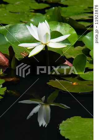 白い睡蓮の花 11923876