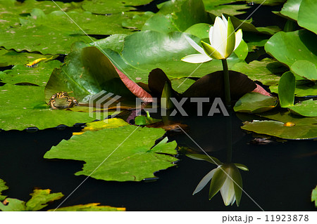 白い睡蓮とトノサマガエル 11923878