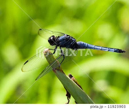 シオカラトンボ、Orthetrum albistylum speciosum  11923903