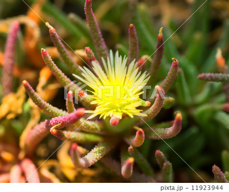 フィロボルス·アマビリス、ツルナ科、南アフリカ 11923944