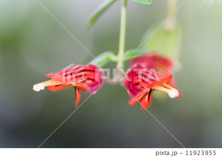 エスキナンツス・トリコロル、イワタバコ科、カリマンタン島 エスキナンツス・トリコロル、イワタバコ科、カリマンタン島 11923955