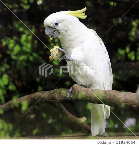 white sulphur crested cockatoo cacatua galerita 11924054