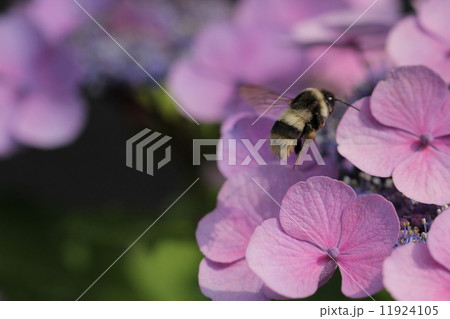 ミツバチとあじさいの花 11924105