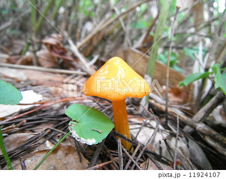 アカヤマタケ 11924107