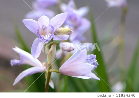 珍しいシラン（淡紫） 11924240