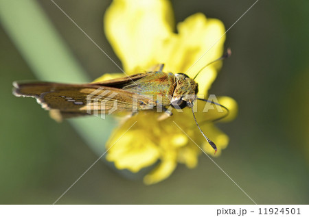 イチモンジセセリ 11924501