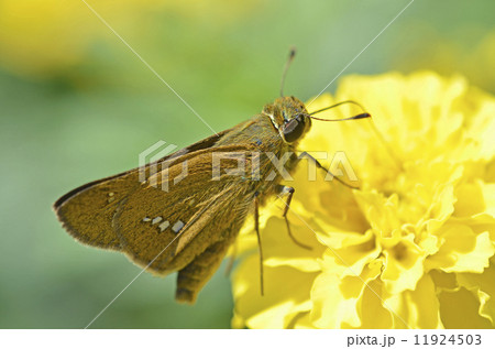 イチモンジセセリ 11924503