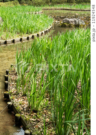 The green grass gardening and stone in the pond. The green grass gardening and stone in the pond. 11924548