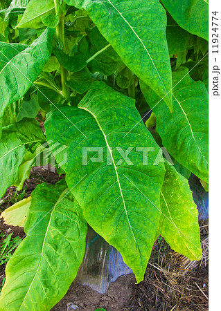 タバコの葉 11924774