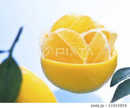 日向夏 日向夏 11924859