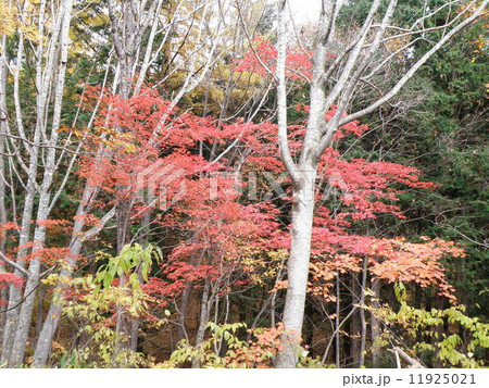 紅葉 紅葉 11925021