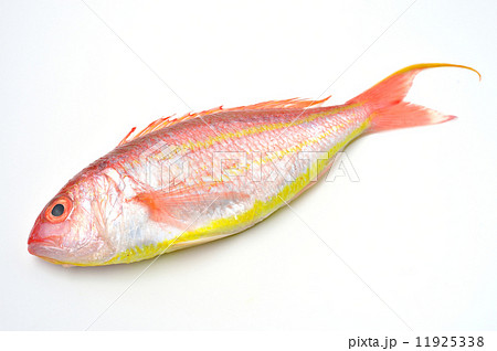浜名湖舞阪港産のイトヨリダイ。初夏の魚です。注意)鱗はすでにとってあります(調理済み)のでご了承の上ご購入ください。 浜名湖舞阪港産のイトヨリダイ。初夏の魚です。注意)鱗はすでにとってあります(調理済み)のでご了承の上ご購入ください。 11925338