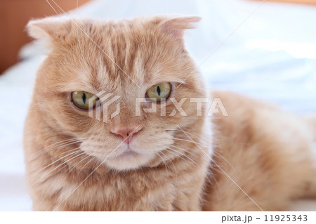 猫の顔アップ 11925343