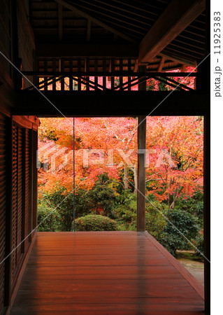 龍安寺の床紅葉 11925383