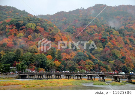 霧雨の嵐山・渡月橋 11925386