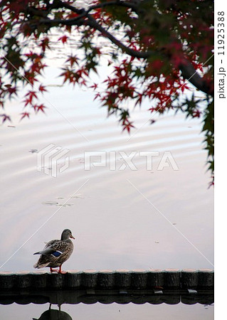 龍安寺・鏡容池 11925388