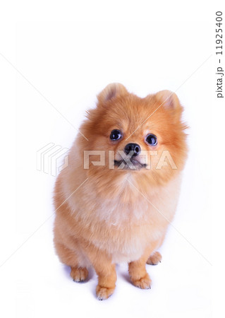pomeranian dog isolated on white background pomeranian dog isolated on white background 11925400
