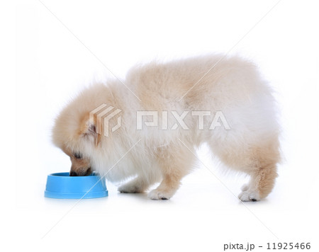 White pomeranian puppy dog eating food isolated on white backgro 11925466