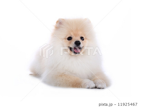 White pomeranian puppy dog isolated on white background White pomeranian puppy dog isolated on white background 11925467