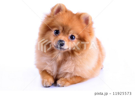 pomeranian dog isolated on white background 11925573