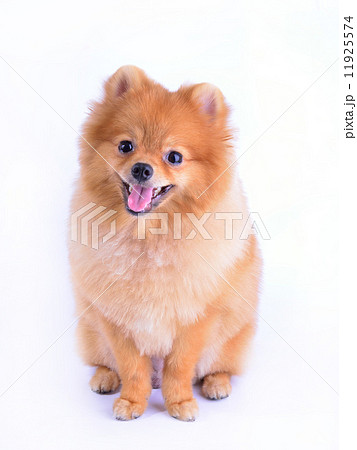 pomeranian dog isolated on white background 11925574