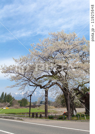 樹齢推定800年 見事な枝ぶりの弘法桜 樹齢推定800年 見事な枝ぶりの弘法桜 11925648