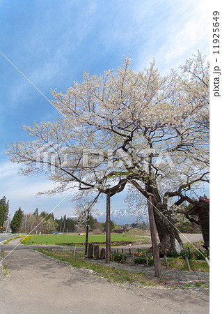 樹齢推定800年 見事な枝ぶりの弘法桜 樹齢推定800年 見事な枝ぶりの弘法桜 11925649