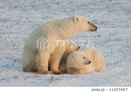 A polar bear family, one adult and two cubs in the wild, on a snowfield at sunset. 11925667