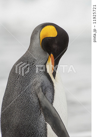 An adult king penguin, Aptenodytes patagonicus, on South Georgia Island. An adult king penguin, Aptenodytes patagonicus, on South Georgia Island. 11925721